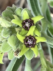 Raphionacme galpinii