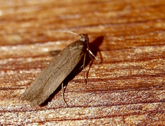 Gelechia panella
