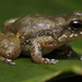 Hellmich's Rocket Frog - Photo (c) Juan Sebastian Forero Rodriguez, some rights reserved (CC BY-NC), uploaded by Juan Sebastian Forero Rodriguez