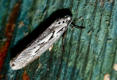 Ethmia discostrigella