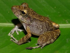 Pristimantis gaigei