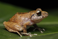 Pristimantis taeniatus