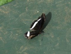 Eurytela hiarbas