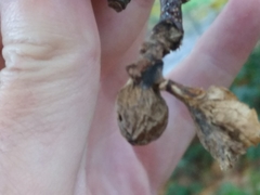 Dryocosmus kuriphilus