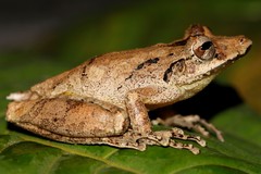 Scinax rostratus