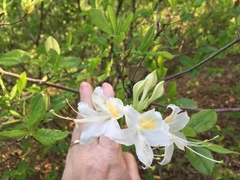 Rhododendron alabamense