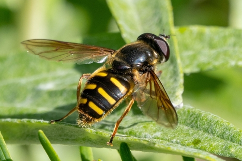 Unknown species found near Deming, WA 98244, USA