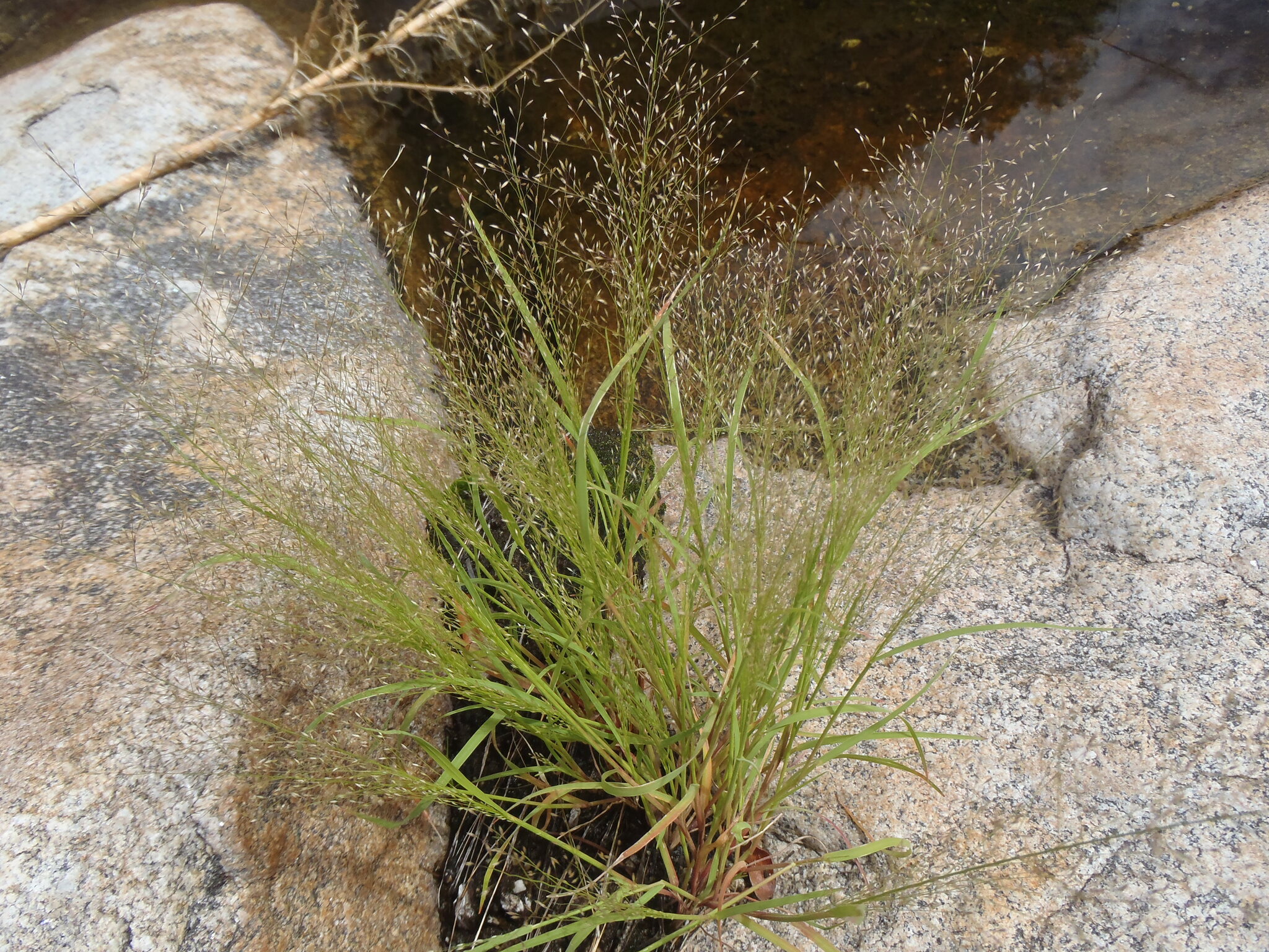 Muhlenbergia texana