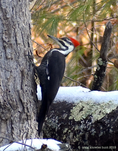 Pileated Woodpecker, photo 7 of 10