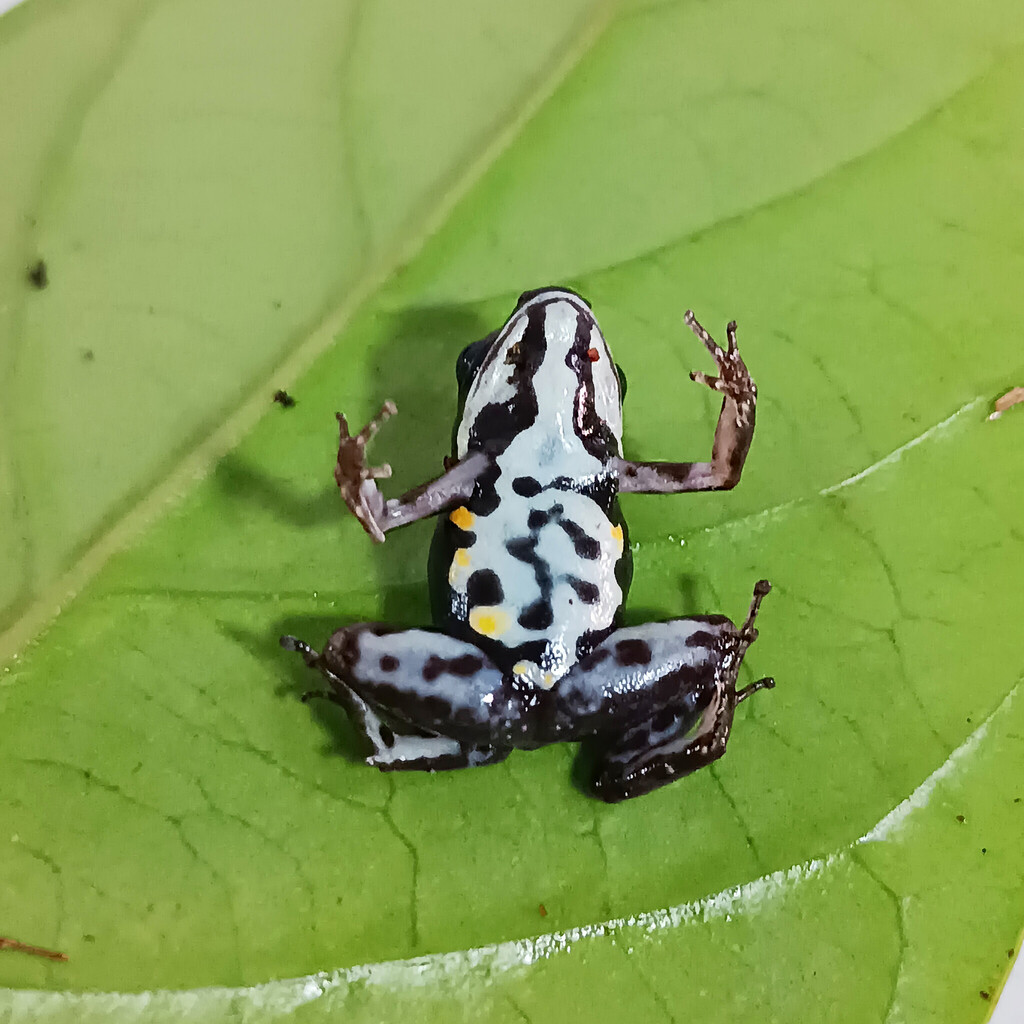 Currulao Nurse Frog