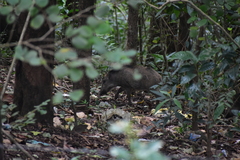 Sus scrofa cristatus