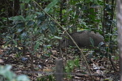 Sus scrofa cristatus