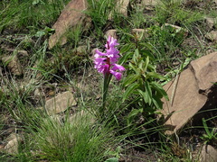 Watsonia lepida
