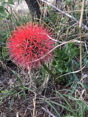 Scadoxus multiflorus multiflorus