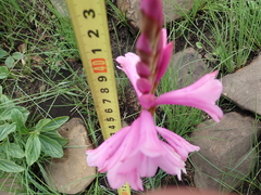 Watsonia lepida