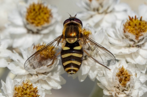 Unknown species found near Deming, WA 98244, USA