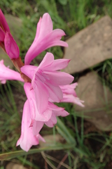 Watsonia lepida