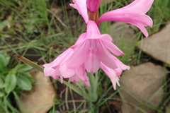 Watsonia lepida