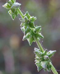 Atriplex prostrata latifolia