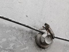 Neomochtherus geniculatus