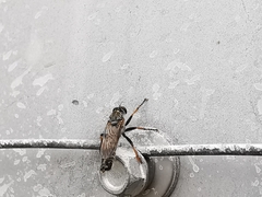 Neomochtherus geniculatus