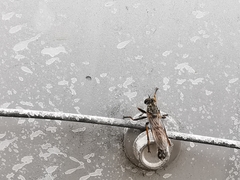 Neomochtherus geniculatus