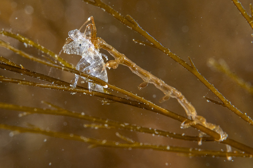 Caprella linearis observed 2025-09-14