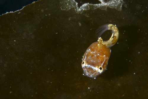 Stekelige snotdolf (Eumicrotremus spinosus) — Cyclopteridae — 5