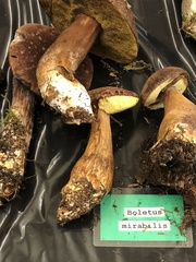 Aureoboletus mirabilis
