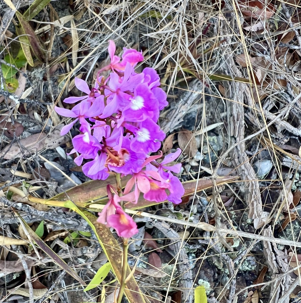 Epidendrum campestre