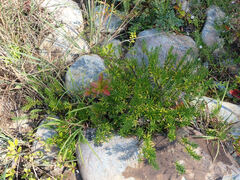 Conradina verticillata, photograph (c) Evan M. Raskin, some rights reserved (CC BY)