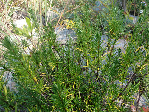 Conradina verticillata, photograph 5