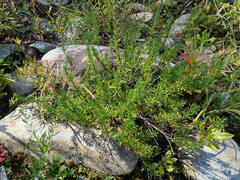 Conradina verticillata, photograph (c) Evan M. Raskin, some rights reserved (CC BY)