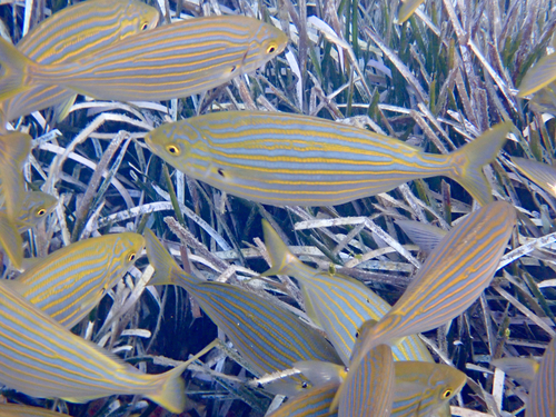 Sarpa salpa