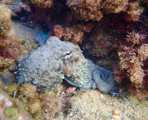 Octopus vulgaris