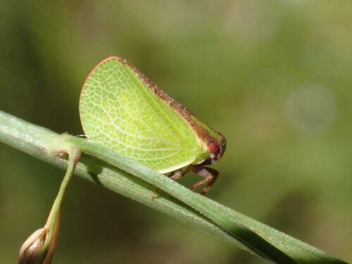 Two-striped Planthopper