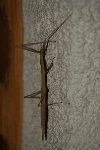 Corsican Stick-insect