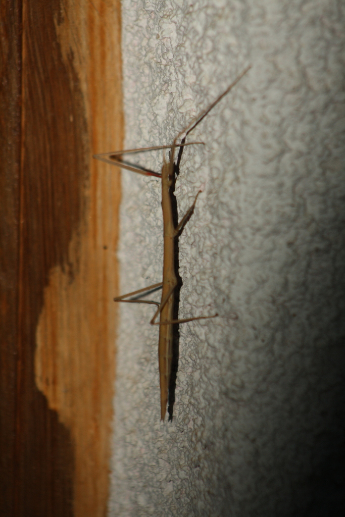 Mediterranean stick insect from Liri on June 23, 2012 at 09:21 PM by ...