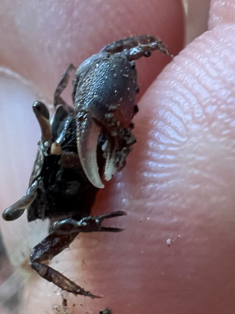 Lesser Mexican Fiddler Crab