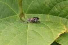 Cicadatra atra