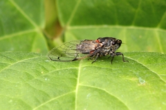 Cicadatra atra