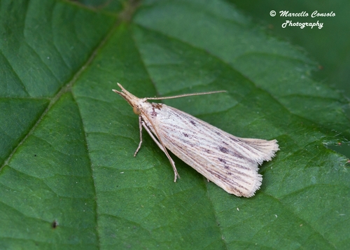 Ematheudes punctella