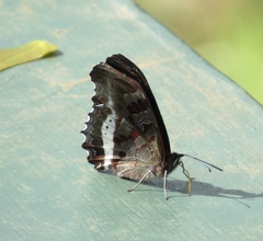 Eurytela hiarbas