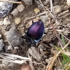 Scaphinotus elevatus