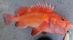 Sebastes ruberrimus