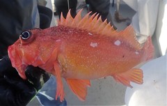 Sebastes constellatus