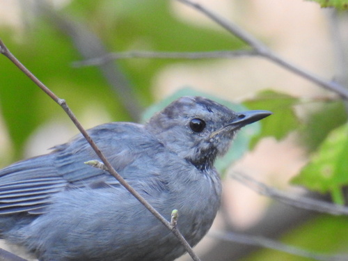 Gray Catbird photographed in Virginia