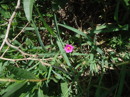 shaggy portulaca