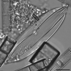 Plagiotropis lepidoptera proboscidea