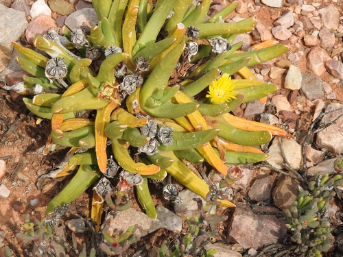 Royal Tonguefig (Glottiphyllum regium)